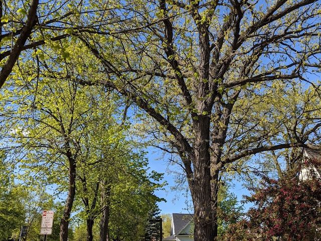 Photo of Saint Cloud State University