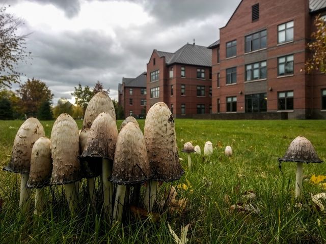 Photo of Saint Michael's College