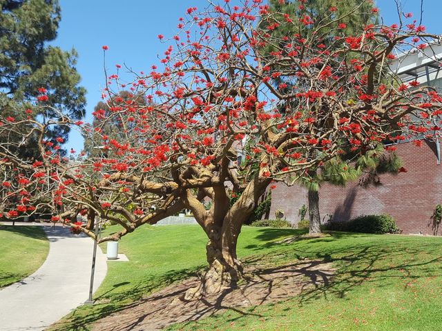 Photo of San Diego City College