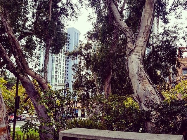 Photo of San Diego City College