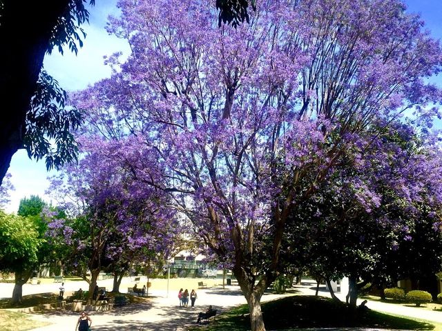 Photo of Santa Ana College