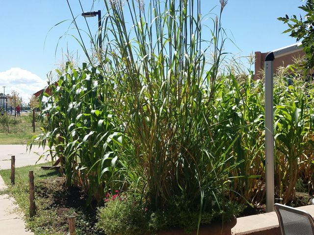 Photo of Santa Fe Community College