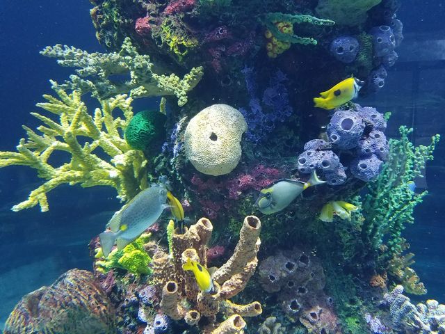 Photo of Seaworld San Antonio