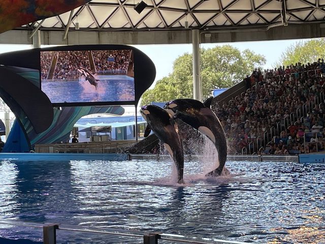 Photo of Seaworld San Antonio