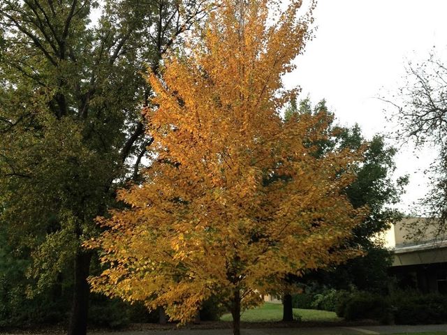 Photo of Shasta College