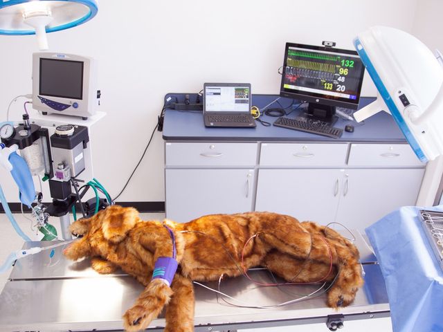 Photo of Stanbridge University