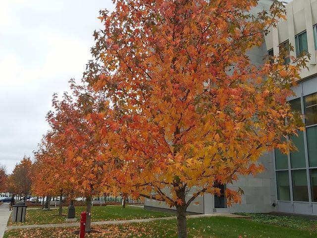 Photo of SUNY at Albany
