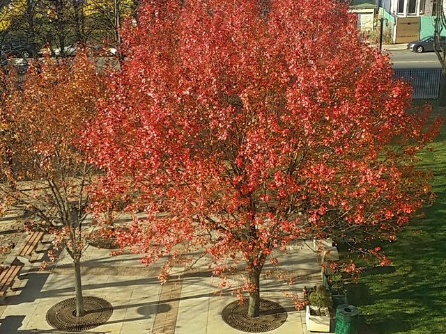 Photo of SUNY Downstate Health Sciences University