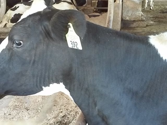 Photo of SUNY Morrisville