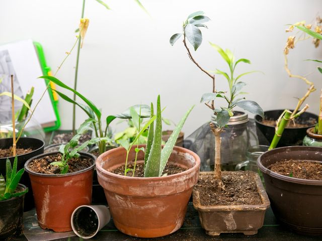Photo of Pacific College of Oriental Medicine-San Diego