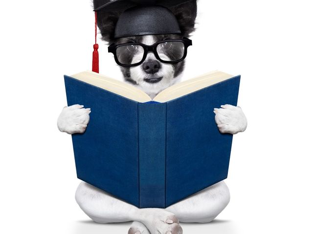 Photo of Pets Playground Grooming School