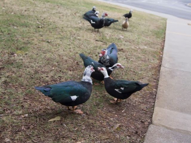 Photo of Pellissippi State Community College