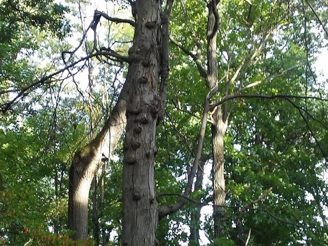 Photo of Pennsylvania State University-Penn State York