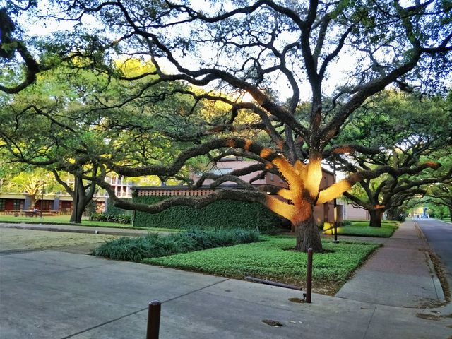 Photo of Rice University