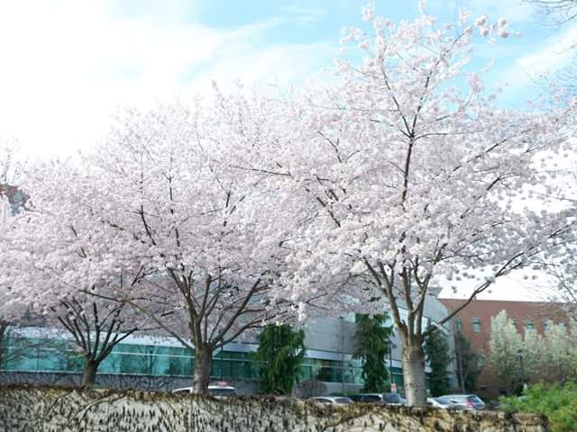 Photo of Washington State University-Spokane