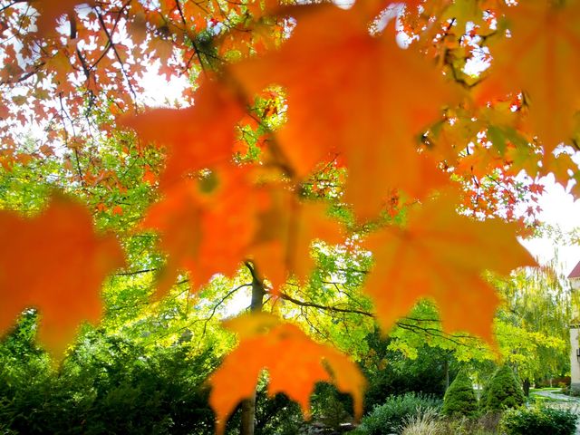 Photo of Whitman College