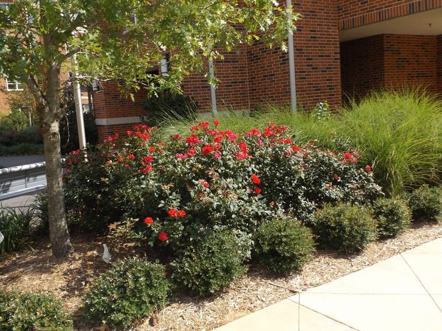 Photo of Tarleton State University