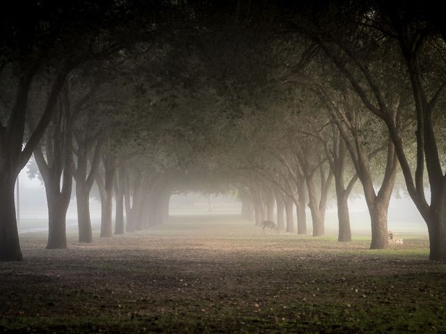 Photo of Texas A & M International University