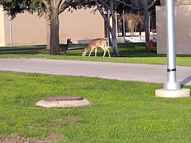 Photo of Texas A & M International University