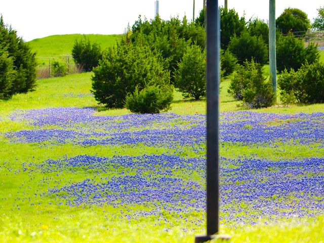Photo of Texas A&M University-Central Texas