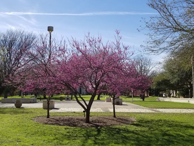 Photo of Texas Lutheran University