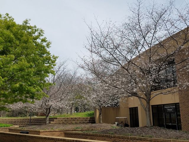 Photo of The University of Tennessee-Chattanooga