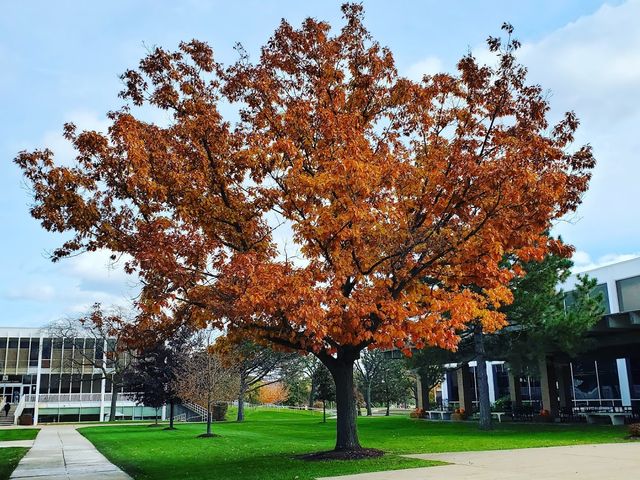 Photo of Triton College