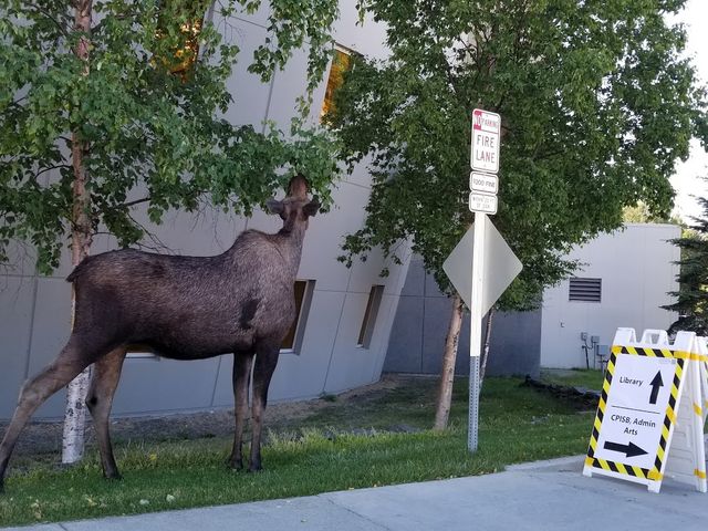 Photo of University of Alaska Anchorage