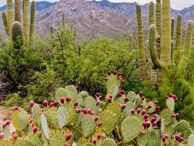 Photo of University of Arizona