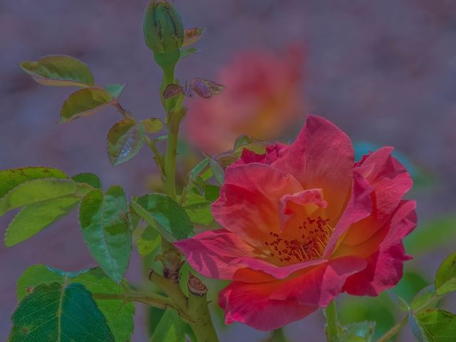 Photo of University of Arizona-South