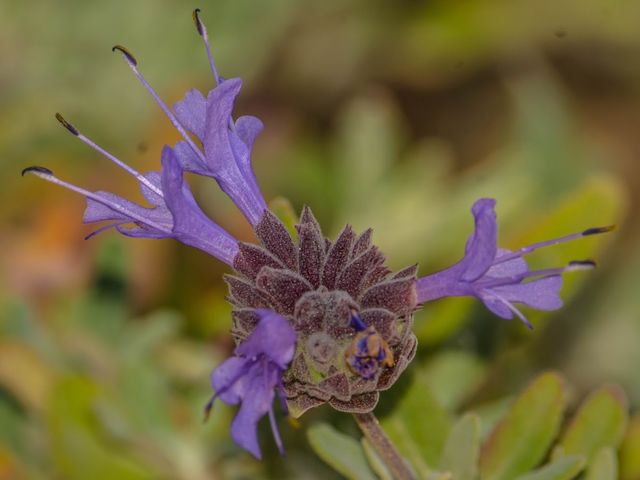 Photo of University of Arizona-South