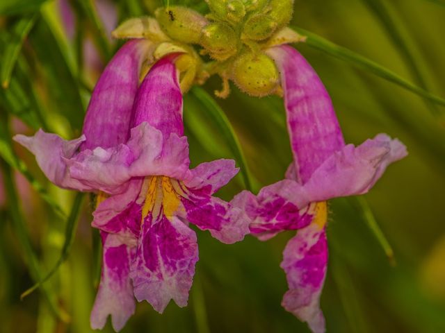 Photo of University of Arizona-South