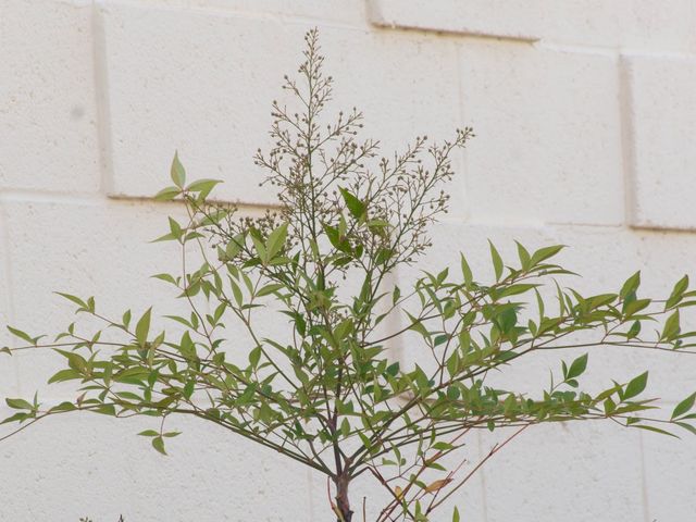 Photo of University of Arizona-South