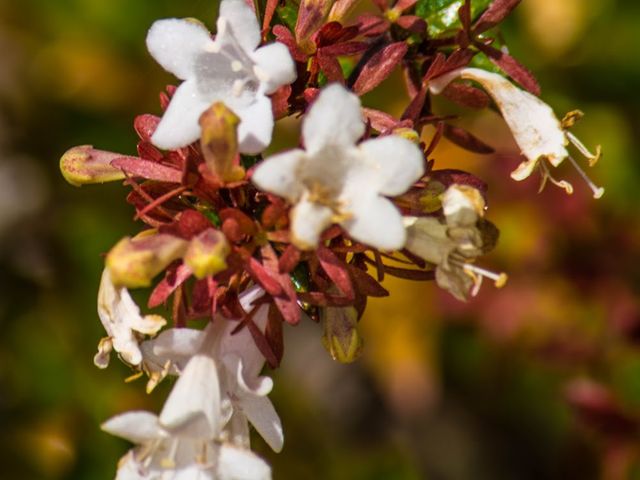 Photo of University of Arizona-South