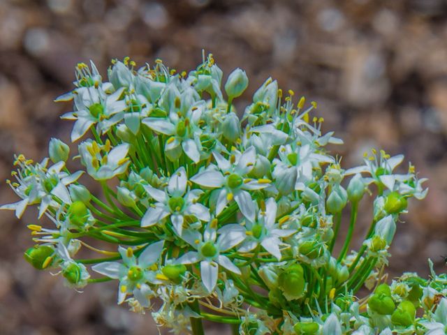 Photo of University of Arizona-South