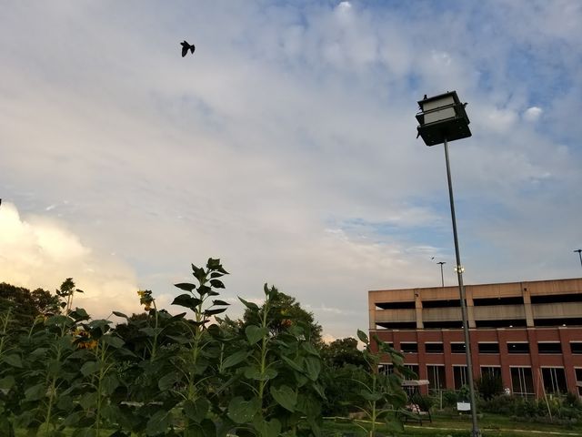 Photo of University of Memphis