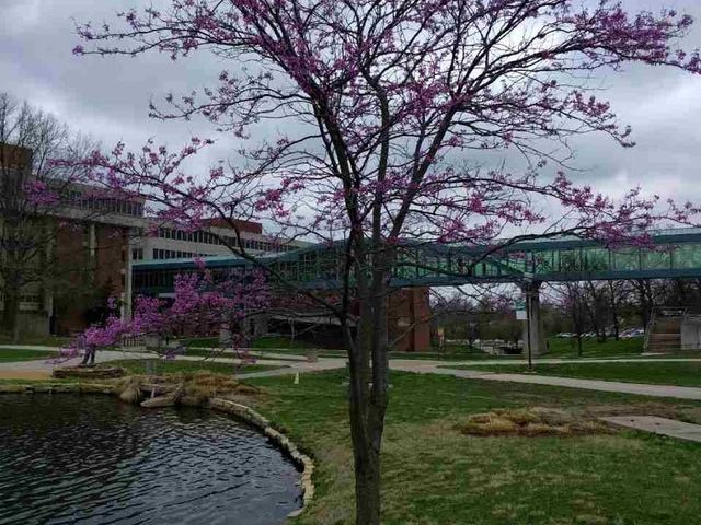 Photo of University of Missouri-St Louis