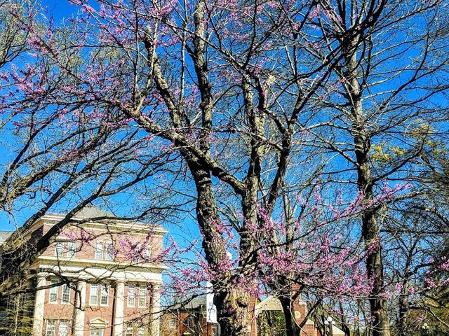 Photo of University of Montevallo