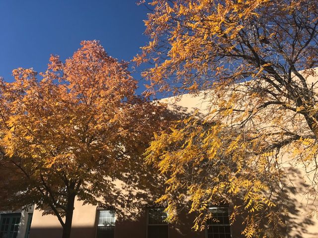 Photo of University of New Mexico-Main Campus
