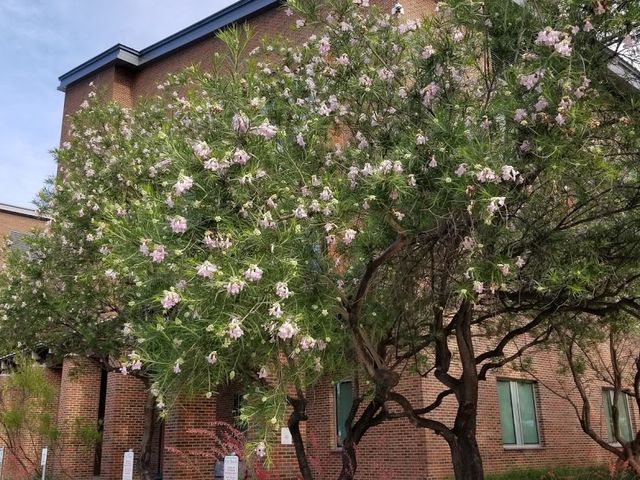 Photo of University of North Texas at Dallas