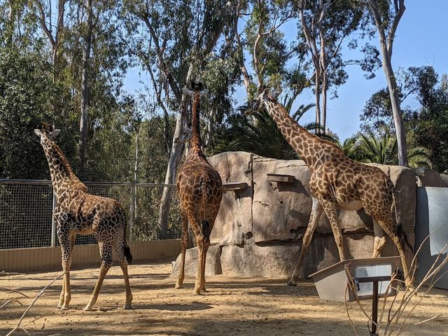 Photo of Urban Jungle