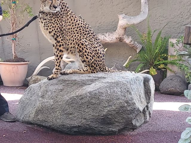 Photo of Urban Jungle