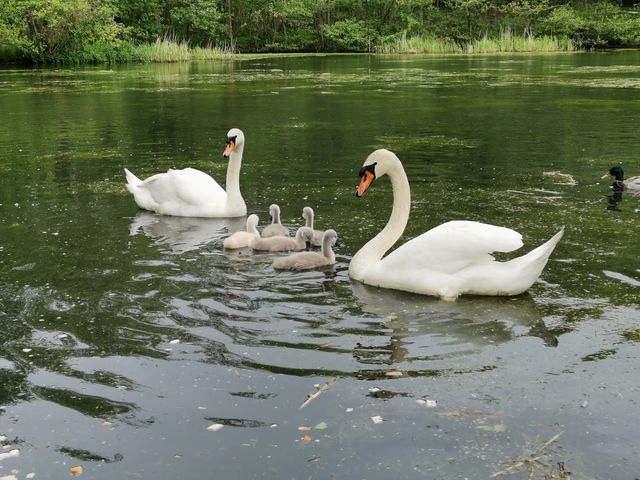 Photo of Vognsbølparken