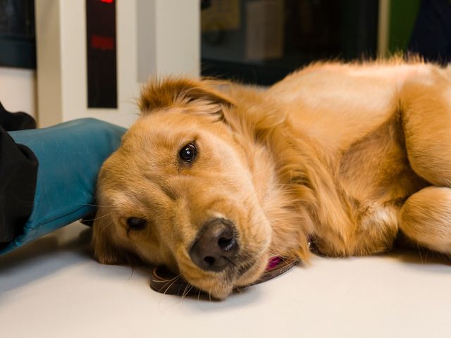 Photo of Vet Tech Institute