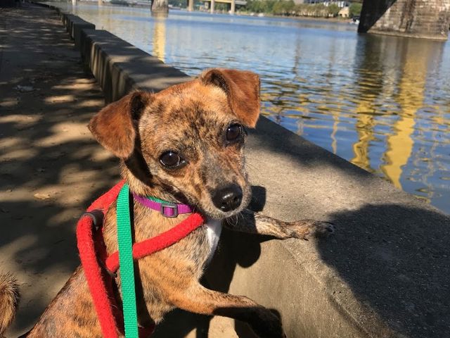 Photo of Vet Tech Institute