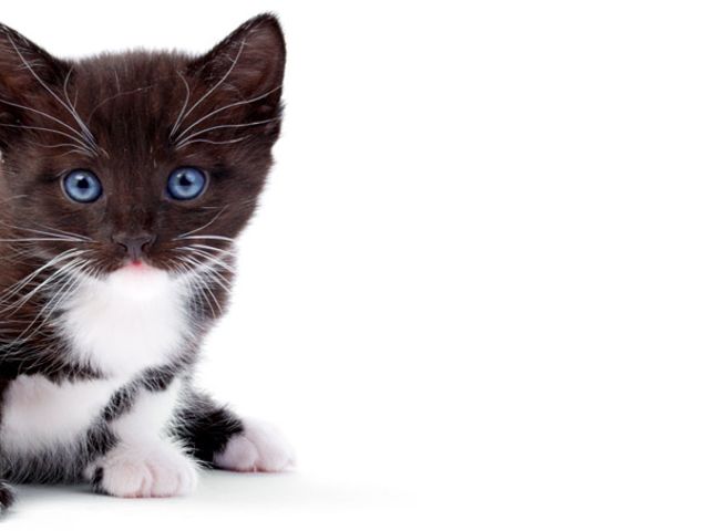 Photo of Vet Tech Institute