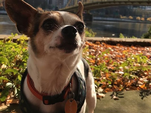 Photo of Vet Tech Institute