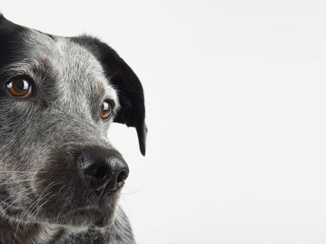 Photo of Vet Tech Institute of Houston