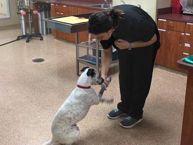 Photo of Vet Tech Institute of Houston
