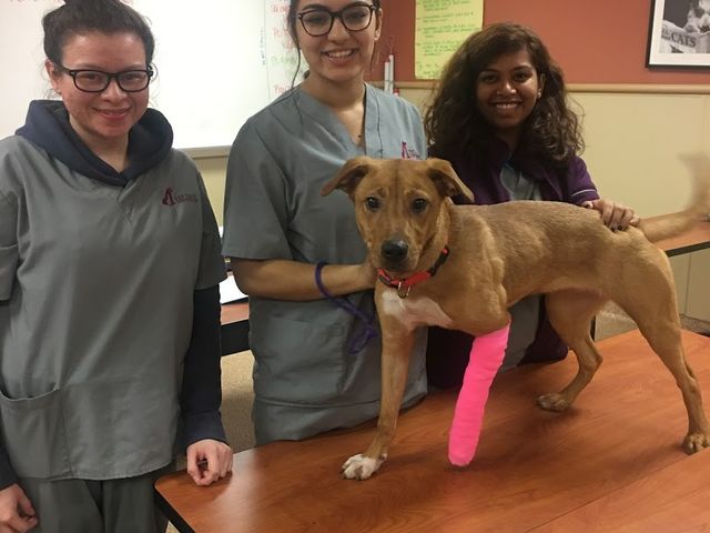 Photo of Vet Tech Institute of Houston